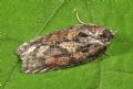 Acleris hastiana